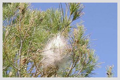 Clínica Veterinaria La Fauna árbol