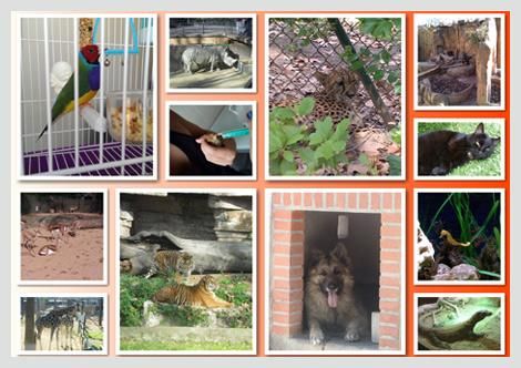 Clínica Veterinaria La Fauna collage de animales