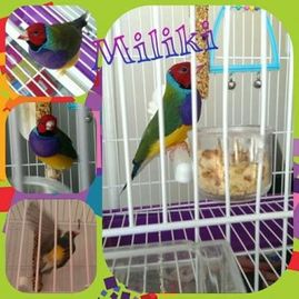 Clínica Veterinaria La Fauna mascota 5